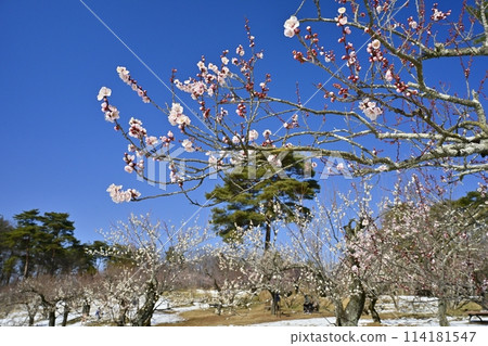 武藏九嶺森林公園的梅園被春天的小雪覆蓋 114181547