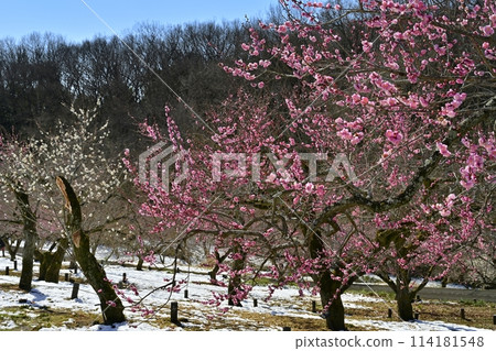 武藏九嶺森林公園的梅園被春天的小雪覆蓋 武藏九嶺森林公園的梅園被春天的小雪覆蓋 114181548