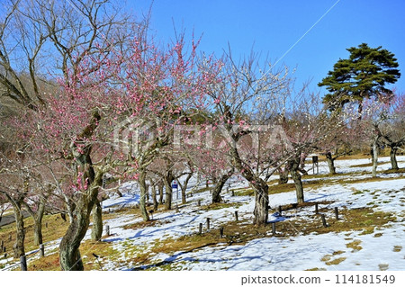 武藏九嶺森林公園的梅園被春天的小雪覆蓋 武藏九嶺森林公園的梅園被春天的小雪覆蓋 114181549