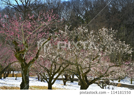 武藏九嶺森林公園的梅園被春天的小雪覆蓋 武藏九嶺森林公園的梅園被春天的小雪覆蓋 114181550