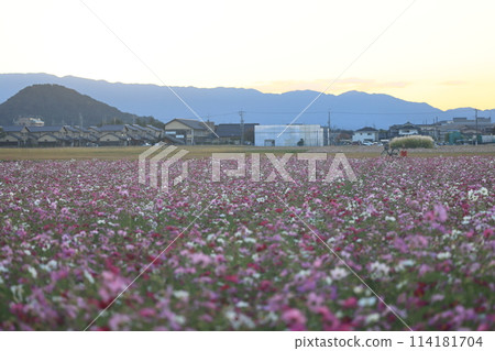 波斯菊_藤原宮遺址 波斯菊_藤原宮遺址 114181704