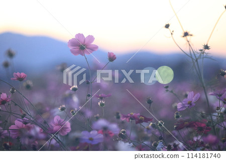 波斯菊_藤原宮遺址 波斯菊_藤原宮遺址 114181740