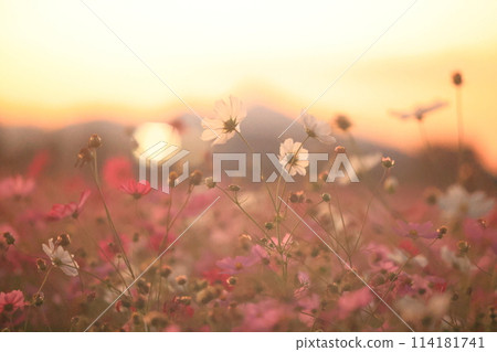 波斯菊_藤原宮遺址 波斯菊_藤原宮遺址 114181741