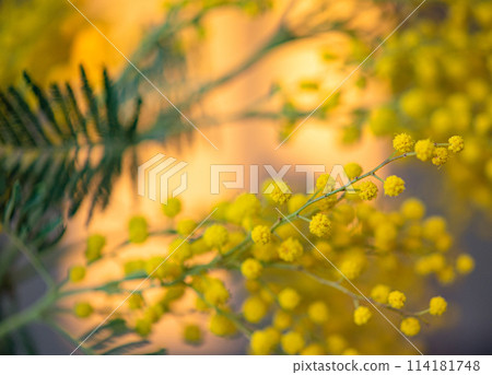 spring flowers. Mimosa in the sun  background, concept  of 8 March, happy women's day 114181748