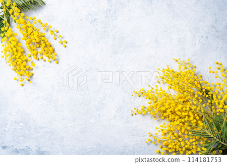a bouquet of yellow mimosa flowers lies on the light concrete background  114181753