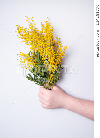 a child's hand holds a yellow bouquet of mimosa on a gray background. concept of 8 March 114181770