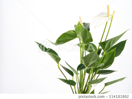White anthurium. Potted houseplant on an isolated background White anthurium. Potted houseplant on an isolated background 114181802
