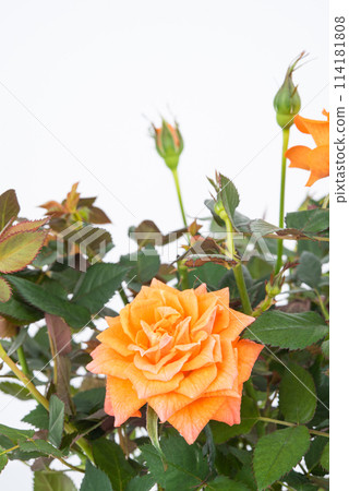 Beautiful tea rose bush with orange flowers on an isolated background Beautiful tea rose bush with orange flowers on an isolated background 114181808