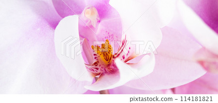 a branch of a beautiful and pastel purple orchid on a white background. 114181821