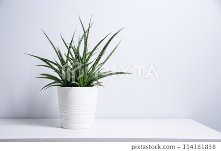 Sansevieria plant in a white pot on a gray background. Scandinavian style 114181838