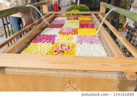 Ibaraki Family Kasama City Kasama Inari Shrine Chrysanthemum Festival 114181889