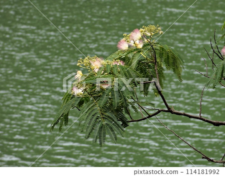 branch of a tree with green leaves 114181992