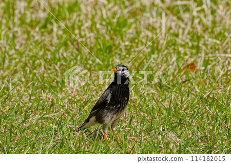 Starlings foraging on the ground Starlings foraging on the ground 114182015