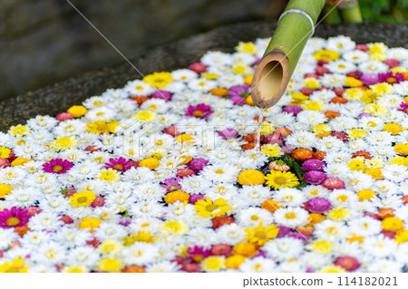 茨城家族笠間市笠間稻荷神社菊花節 114182021