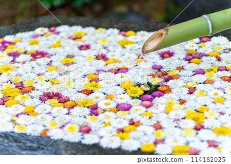 茨城家族笠間市笠間稻荷神社菊花節 114182025