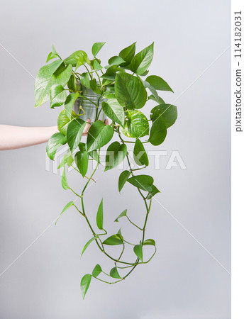 hand hold home plant  scindapsus in a  pot on a gray background. Pandemic hobbies  114182031