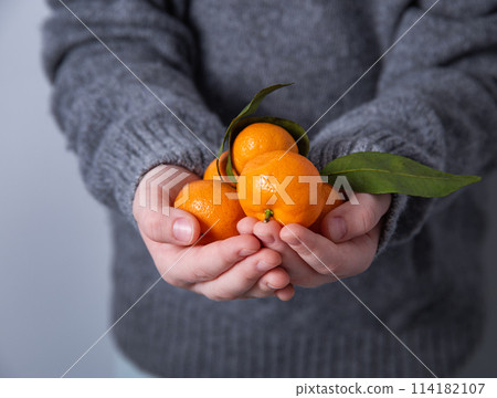 A girl in a gray knitted sweater holds a handful of fresh sweet tangerines on a gray background A girl in a gray knitted sweater holds a handful of fresh sweet tangerines on a gray background 114182107