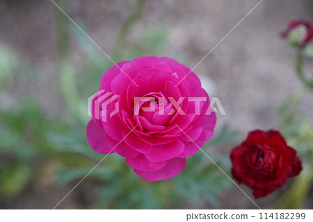 Top view of ranunculus in full bloom Top view of ranunculus in full bloom 114182299