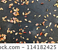 Fallen leaves on the road 114182425
