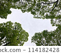 The sky which can be seen from among the trees 114182428