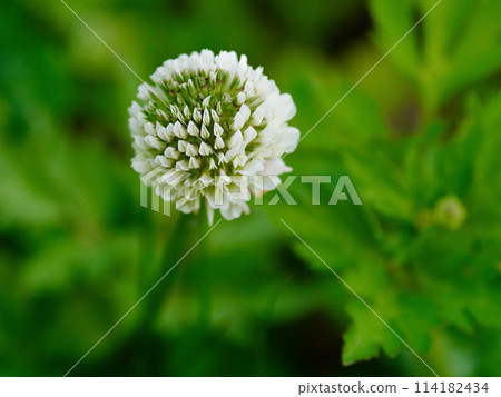 Clover white flowers Clover white flowers 114182434