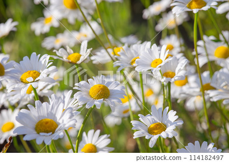 Wild chamomile flowers growing on meadow, white chamomiles on green grass background 114182497