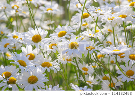 Wild chamomile flowers growing on meadow, white chamomiles on green grass background 114182498