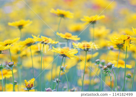 Field of yellow flower lance leaved, Coreopsis lanceolata, Lanceleaf Tickseed or Maiden's eye Field of yellow flower lance leaved, Coreopsis lanceolata, Lanceleaf Tickseed or Maiden's eye 114182499