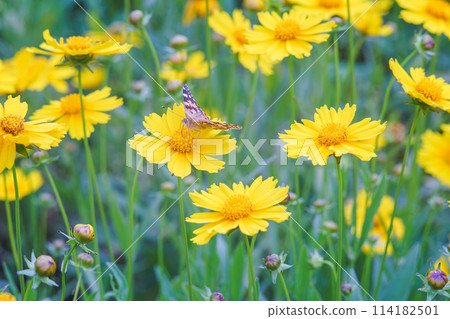 Field of yellow flower lance leaved, Coreopsis lanceolata, Lanceleaf Tickseed, Maiden's eye close up 114182501