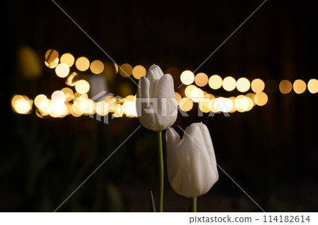 Two white tulips against the background of blurred lighting at night 114182614