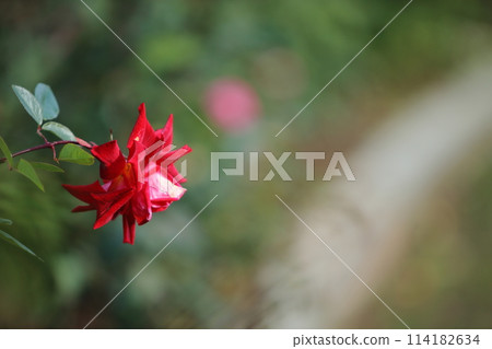 Arao City Ominous Citizen Flower Bed Rose Flower, Arao City Ominous Citizen Flower Bed Rose Flower, 114182634