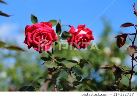 荒尾市少女公民花壇玫瑰花， 114182737