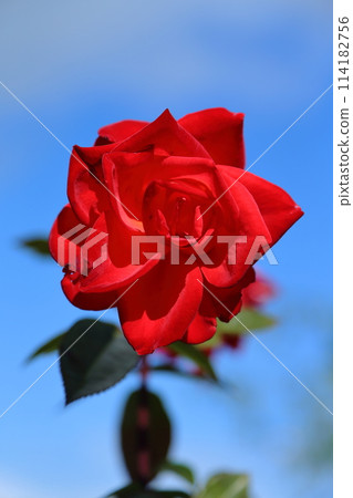 荒尾市少女公民花壇玫瑰花, 荒尾市少女公民花壇玫瑰花, 114182756