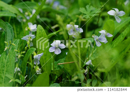 When violets bloom, Ariakesumire flowers 114182844