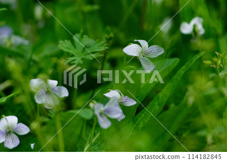 When violets bloom, Ariakesumire flowers 114182845