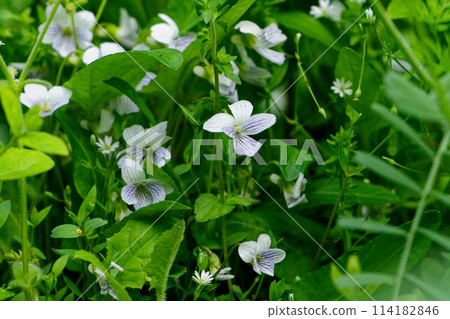 When violets bloom, Ariakesumire flowers 114182846