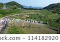 Fresh greenery, the sea and carp streamers 114182920