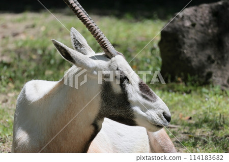 Arabian Orix Arabian Orix 114183682