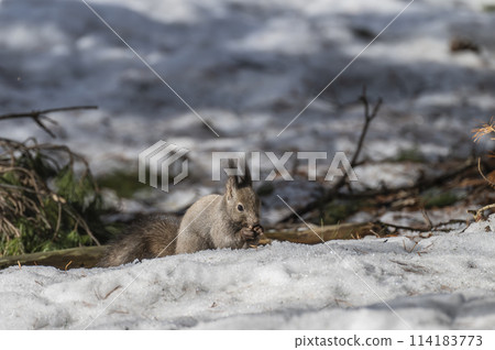 蝦夷松鼠在殘雪中吃堅果 114183773
