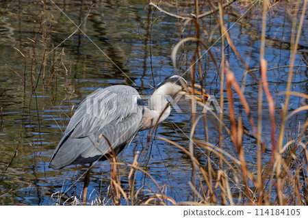 A hunting heron A hunting heron 114184105