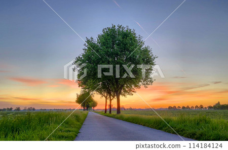 Sunrise Serenity on a Rural Path: Vibrant Dawn with Majestic Trees Sunrise Serenity on a Rural Path: Vibrant Dawn with Majestic Trees 114184124