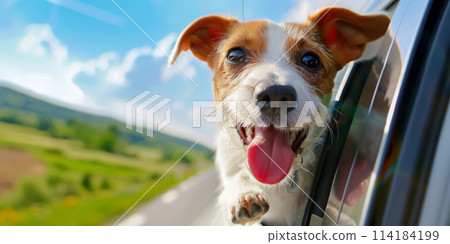 Summer vacation concept - cute dog sticking head out of car window 114184199