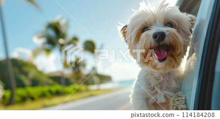 Summer vacation concept - cute dog sticking head out of car window 114184208