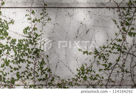 Climbing fig or Creeping fig (Ficus Pumila) the ivy plants are creeping up on whitewashed cement surface background. Climbing fig or Creeping fig (Ficus Pumila) the ivy plants are creeping up on whitewashed cement surface background. 114184292
