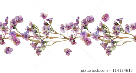 Hand drawn watercolor illustration shabby boho botanical flowers. Bergenia lungwort pulmonaria angelonia bacopa heliotrope, sea lavender. Seamless banner isolated on white. Design wedding, love cards Hand drawn watercolor illustration shabby boho botanical flowers. Bergenia lungwort pulmonaria angelonia bacopa heliotrope, sea lavender. Seamless banner isolated on white. Design wedding, love cards 114184613