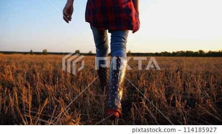 Female feet of young farmer going through the barley plantation at sunset. Legs of agronomist in boots walking among wheat meadow at dusk. Concept of agricultural business. Slow mo 114185927