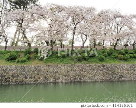4月，靜岡縣駿城公園櫻花盛開 114186161