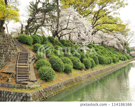 Cherry blossoms in full bloom at Sunpu Castle Park in Shizuoka Prefecture, April 114186166