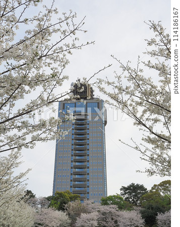 Cherry blossoms in full bloom at Sunpu Castle Park in Shizuoka Prefecture, April 114186167
