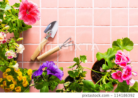 Flowers on pink tile background Flowers on pink tile background 114186392